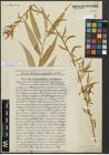 Foto von Salix alba subsp. vitellina (L.) Arcang. x Salix babylonica L.